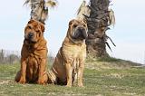 SHAR-PEI 660